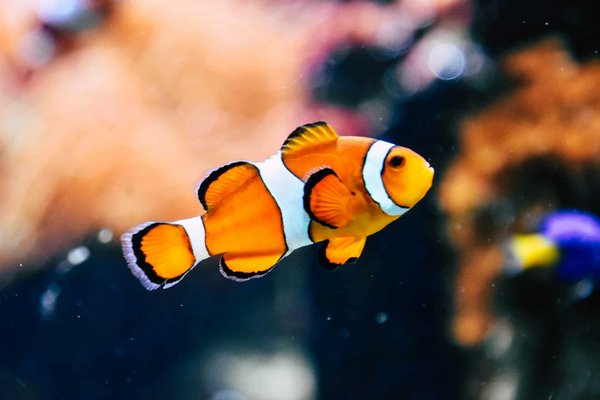 Preventing diseases in aquarium fish